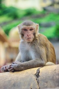 Macaque