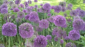 JamesAlliums