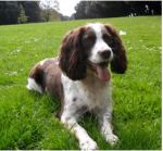 RCB Guest Post Image 1