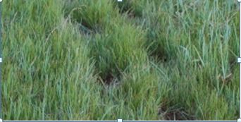 RCB Guest Post Image 2