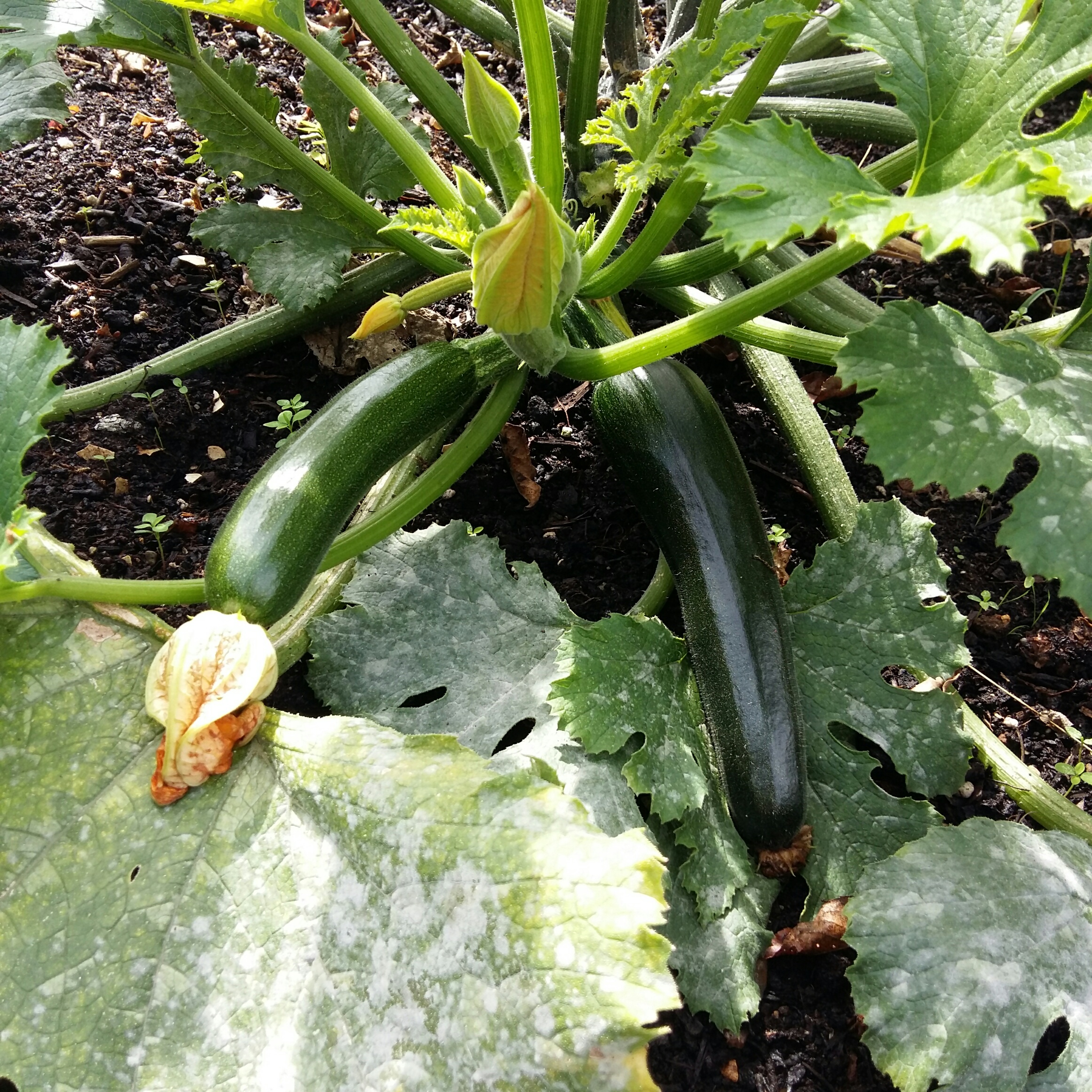Six on Saturday
