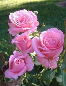 Rosa 'Queen Elizabeth'