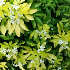 Six on Saturday 2 291022