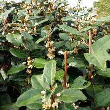 Six on Saturday 3 291022