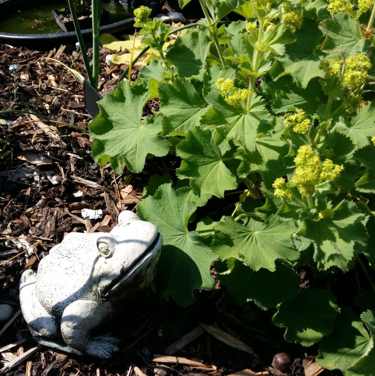 6 on Sat 10 June 2023 Alchemilla mollis