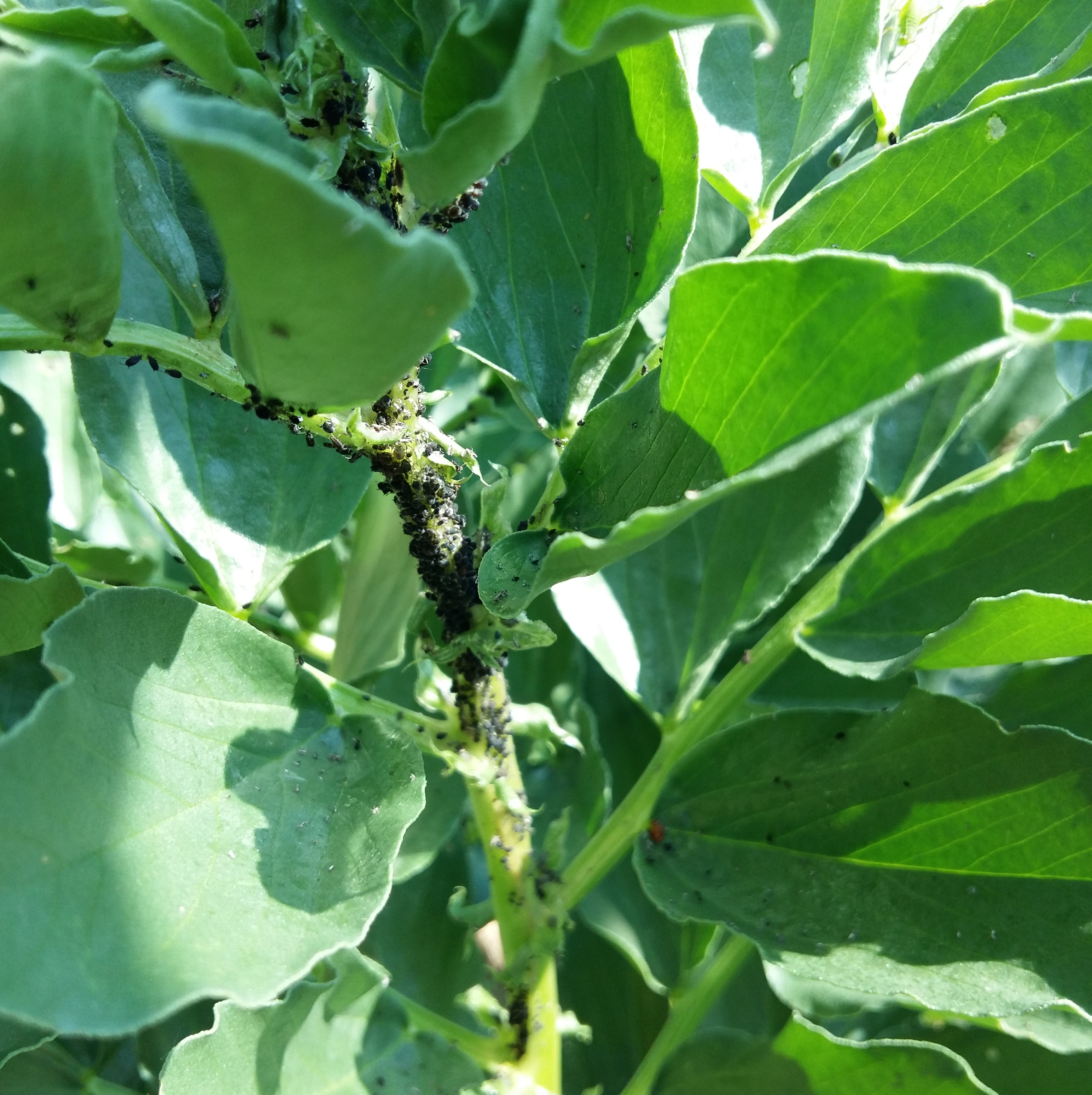 6 on Sat 10 June 2023 Broad Beans