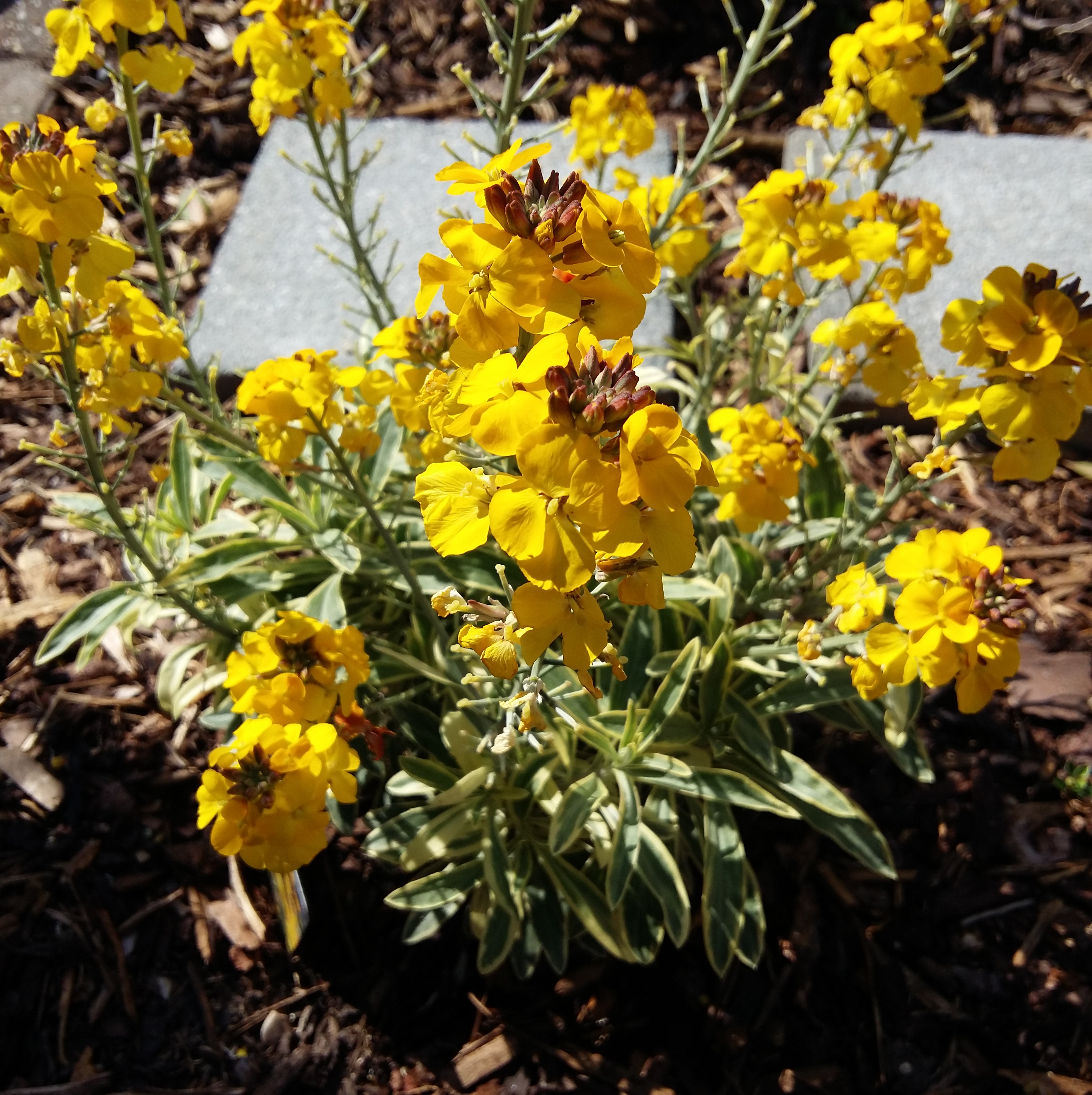 6 on Sat 10 June 2023 Erysimum