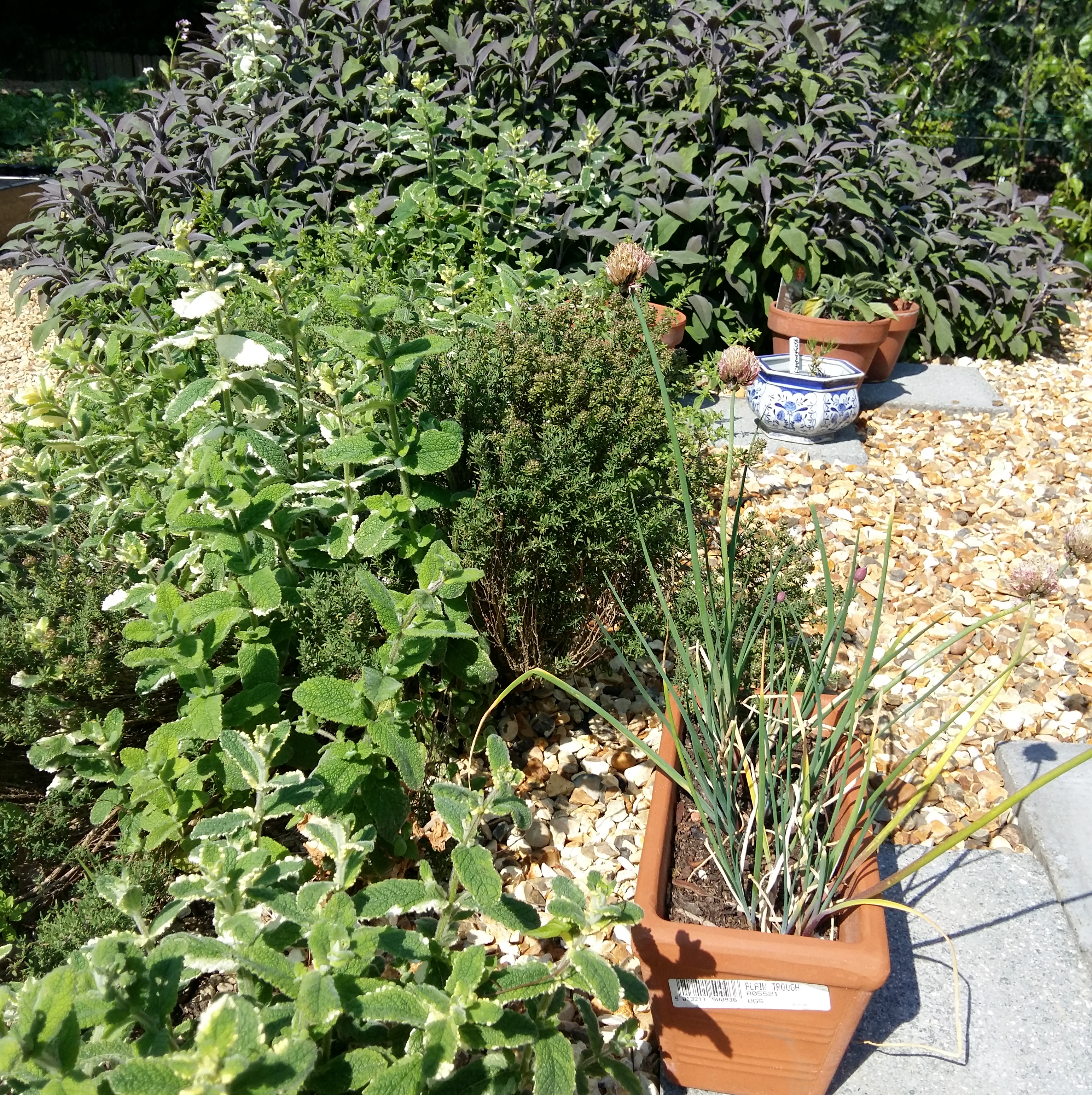 6 on Sat 10 June 2023 Herb Garden